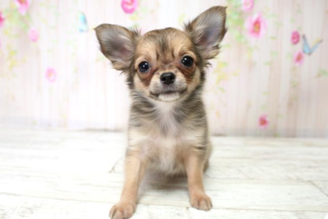 千葉県のチワワ(ロング) (Coo&RIKU東金店/2025年10月14日生まれ/女の子/レッド)の子犬の1枚目の画像