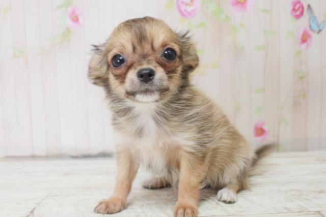 千葉県のチワワ(ロング) (Coo&RIKU東金店/2025年10月14日生まれ/女の子/レッド)の子犬の2枚目の画像