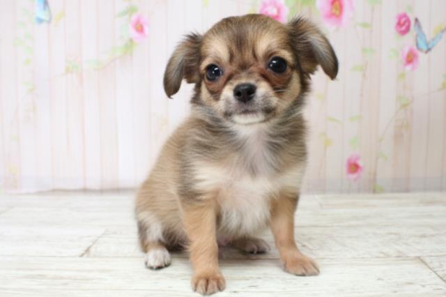 千葉県のチワワ(ロング) (Coo&RIKU東金店/2025年10月14日生まれ/女の子/レッド)の子犬の3枚目の画像