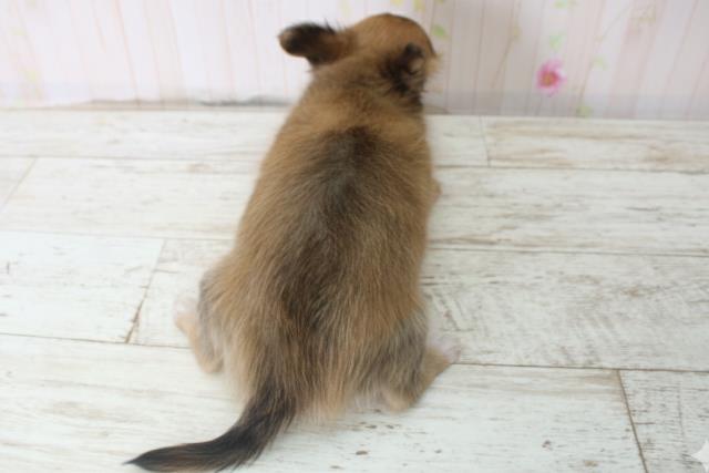 千葉県のチワワ(ロング) (Coo&RIKU東金店/2025年10月14日生まれ/女の子/レッド)の子犬の4枚目の画像