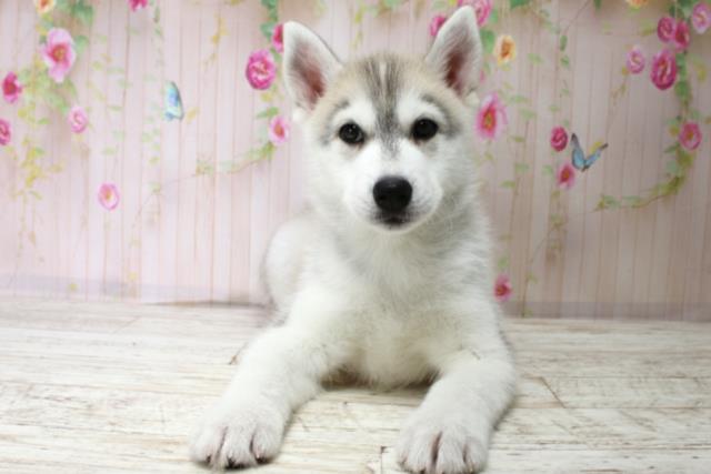 徳島県のシベリアンハスキー (Coo&RIKU徳島店/2025年10月18日生まれ/男の子/シルバーホワイト)の子犬の1枚目の画像