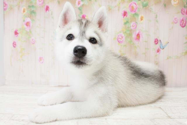 徳島県のシベリアンハスキー (Coo&RIKU徳島店/2025年10月18日生まれ/男の子/シルバーホワイト)の子犬の2枚目の画像