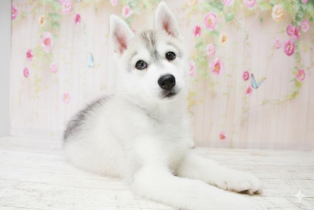 徳島県のシベリアンハスキー (Coo&RIKU徳島店/2025年10月18日生まれ/男の子/シルバーホワイト)の子犬の3枚目の画像