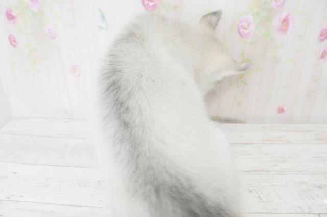 徳島県のシベリアンハスキー (Coo&RIKU徳島店/2025年10月18日生まれ/男の子/シルバーホワイト)の子犬の4枚目の画像