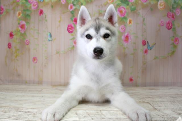 北海道のシベリアンハスキー (Coo&RIKU函館店/2025年10月18日生まれ/男の子/シルバーホワイト)の子犬の1枚目の画像