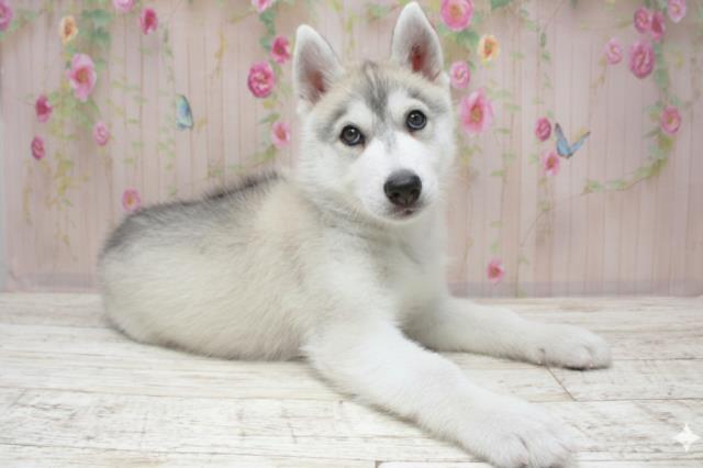 北海道のシベリアンハスキー (Coo&RIKU函館店/2025年10月18日生まれ/男の子/シルバーホワイト)の子犬の2枚目の画像