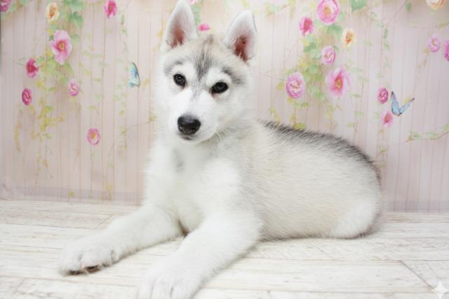 北海道のシベリアンハスキー (Coo&RIKU函館店/2025年10月18日生まれ/男の子/シルバーホワイト)の子犬の3枚目の画像