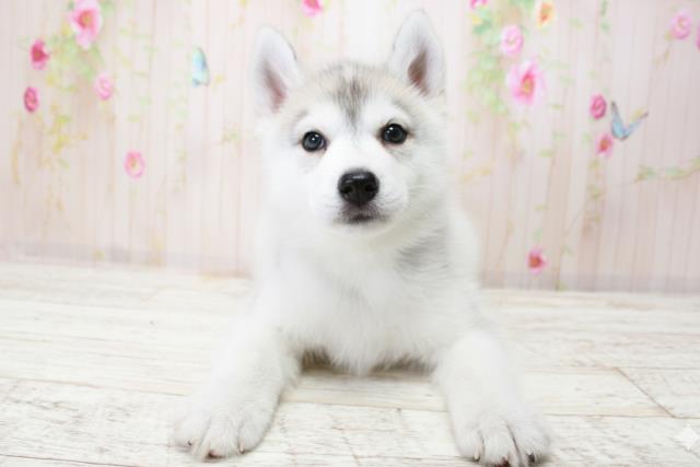 北海道のシベリアンハスキー (Coo&RIKU岩見沢店/2025年10月18日生まれ/女の子/シルバーホワイト)の子犬の1枚目の画像