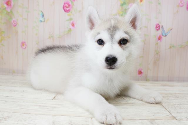 北海道のシベリアンハスキー (Coo&RIKU岩見沢店/2025年10月18日生まれ/女の子/シルバーホワイト)の子犬の2枚目の画像