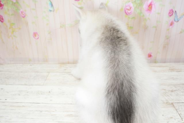 北海道のシベリアンハスキー (Coo&RIKU岩見沢店/2025年10月18日生まれ/女の子/シルバーホワイト)の子犬の4枚目の画像