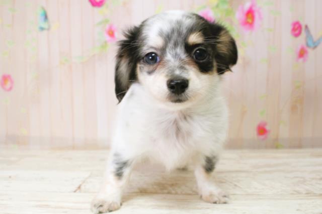 北海道のチワックス(チワワ×ダックス) (Coo&RIKU釧路店/2025年10月19日生まれ/女の子/ホワイトブラック)の子犬の1枚目の画像