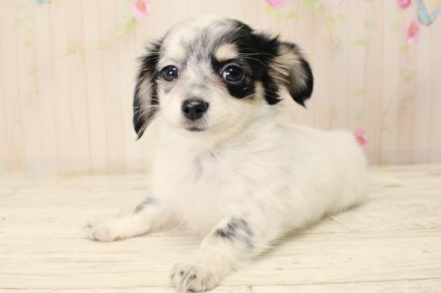 北海道のチワックス(チワワ×ダックス) (Coo&RIKU釧路店/2025年10月19日生まれ/女の子/ホワイトブラック)の子犬の3枚目の画像