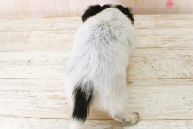 北海道のチワックス(チワワ×ダックス) (Coo&RIKU釧路店/2025年10月19日生まれ/女の子/ホワイトブラック)の子犬の4枚目の画像