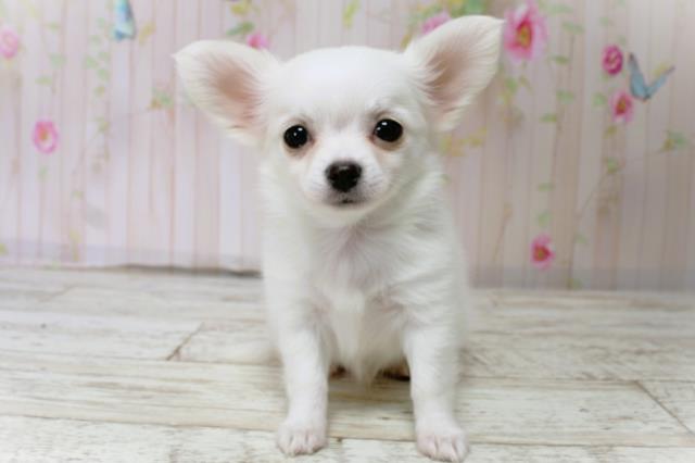 北海道のチワックス(チワワ×ダックス) (Coo&RIKU帯広店/2025年10月19日生まれ/女の子/ホワイトクリーム)の子犬の1枚目の画像