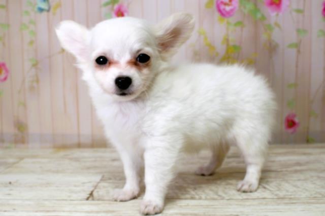 北海道のチワックス(チワワ×ダックス) (Coo&RIKU帯広店/2025年10月19日生まれ/女の子/ホワイトクリーム)の子犬の2枚目の画像