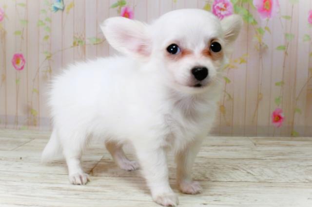 北海道のチワックス(チワワ×ダックス) (Coo&RIKU帯広店/2025年10月19日生まれ/女の子/ホワイトクリーム)の子犬の3枚目の画像