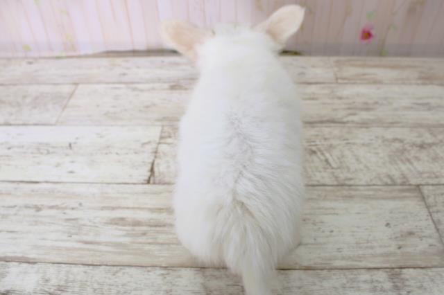 北海道のチワックス(チワワ×ダックス) (Coo&RIKU帯広店/2025年10月19日生まれ/女の子/ホワイトクリーム)の子犬の4枚目の画像