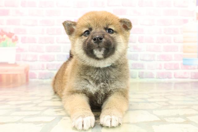 青森県の柴犬(標準サイズ) (Coo&RIKU八戸店/2025年10月19日生まれ/男の子/赤)の子犬の1枚目の画像