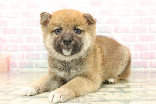 青森県の柴犬(標準サイズ) (Coo&RIKU八戸店/2025年10月19日生まれ/男の子/赤)の子犬の2枚目の画像