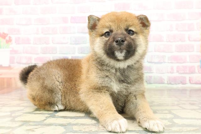 青森県の柴犬(標準サイズ) (Coo&RIKU八戸店/2025年10月19日生まれ/男の子/赤)の子犬の3枚目の画像