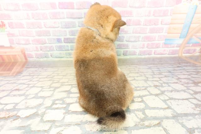 青森県の柴犬(標準サイズ) (Coo&RIKU八戸店/2025年10月19日生まれ/男の子/赤)の子犬の4枚目の画像