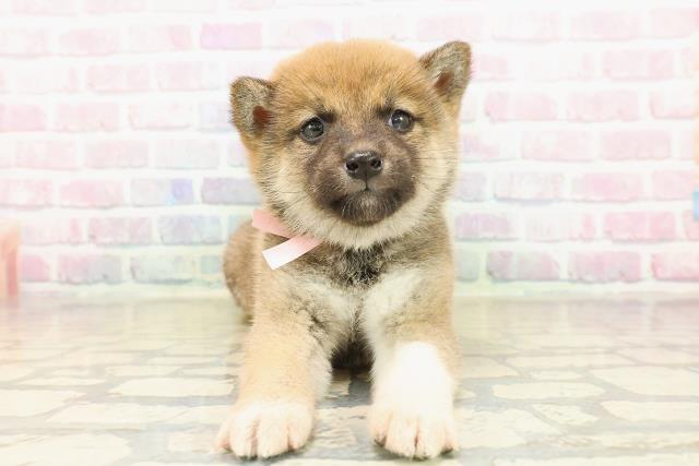 山形県の柴犬(標準サイズ) (Coo&RIKUイオンタウン酒田店/2025年10月19日生まれ/男の子/赤)の子犬の1枚目の画像