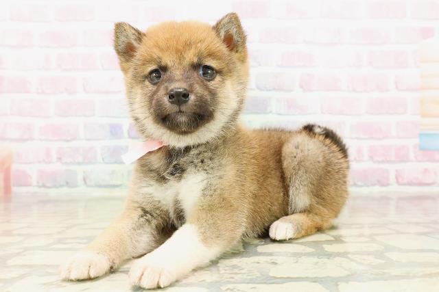 山形県の柴犬(標準サイズ) (Coo&RIKUイオンタウン酒田店/2025年10月19日生まれ/男の子/赤)の子犬の2枚目の画像