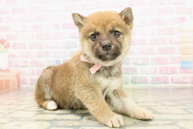 山形県の柴犬(標準サイズ) (Coo&RIKUイオンタウン酒田店/2025年10月19日生まれ/男の子/赤)の子犬の3枚目の画像