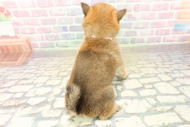 山形県の柴犬(標準サイズ) (Coo&RIKUイオンタウン酒田店/2025年10月19日生まれ/男の子/赤)の子犬の4枚目の画像