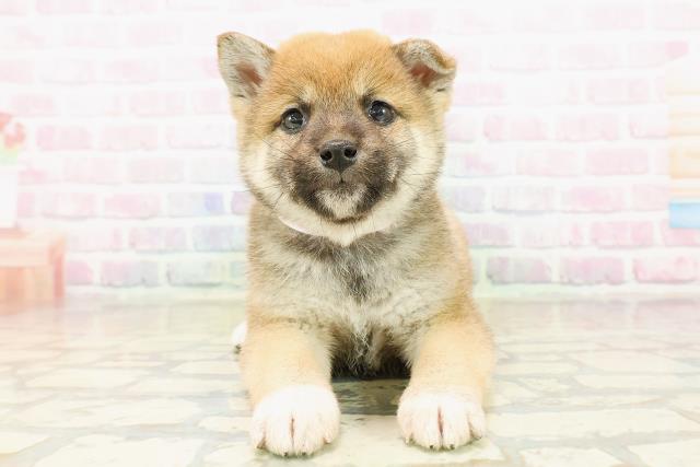 長野県の柴犬(標準サイズ) (Coo&RIKU長野店/2025年10月19日生まれ/男の子/赤)の子犬の1枚目の画像