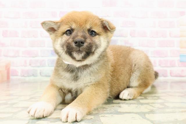 長野県の柴犬(標準サイズ) (Coo&RIKU長野店/2025年10月19日生まれ/男の子/赤)の子犬の2枚目の画像