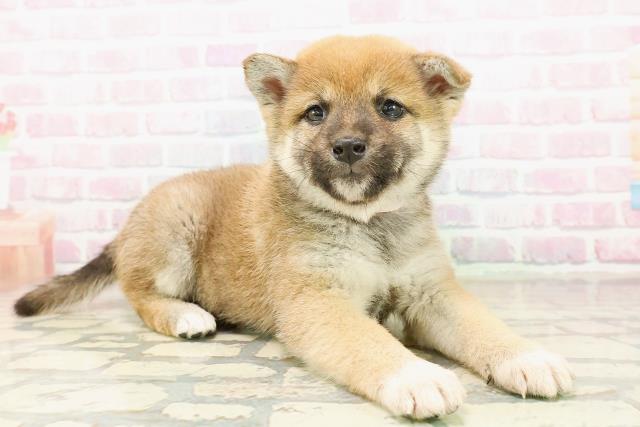 長野県の柴犬(標準サイズ) (Coo&RIKU長野店/2025年10月19日生まれ/男の子/赤)の子犬の3枚目の画像