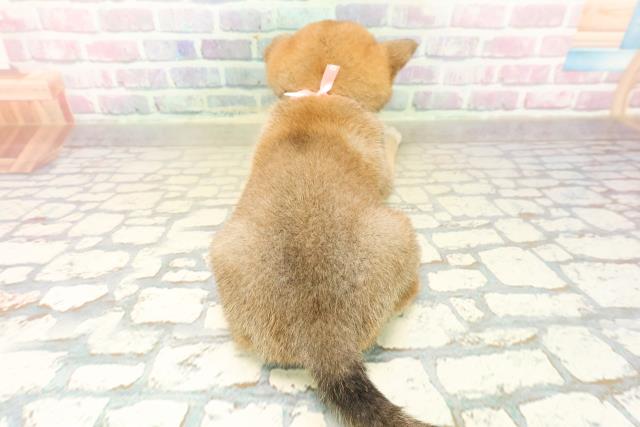 長野県の柴犬(標準サイズ) (Coo&RIKU長野店/2025年10月19日生まれ/男の子/赤)の子犬の4枚目の画像