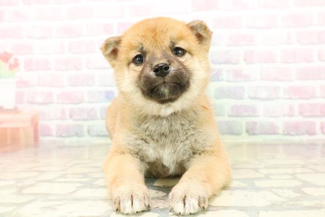 長野県の柴犬(標準サイズ) (Coo&RIKU綿半中野店/2025年10月19日生まれ/男の子/赤)の子犬の1枚目の画像