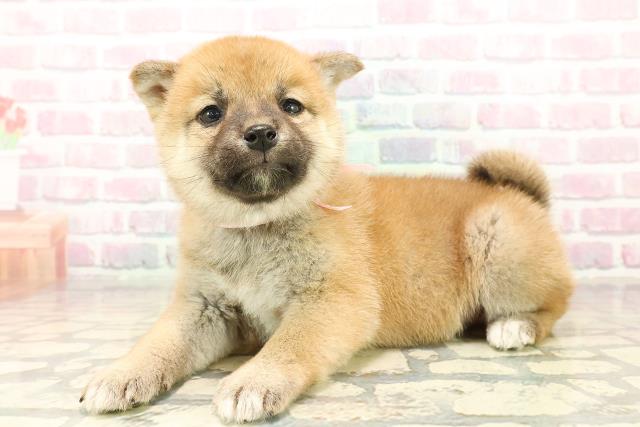 長野県の柴犬(標準サイズ) (Coo&RIKU綿半中野店/2025年10月19日生まれ/男の子/赤)の子犬の2枚目の画像