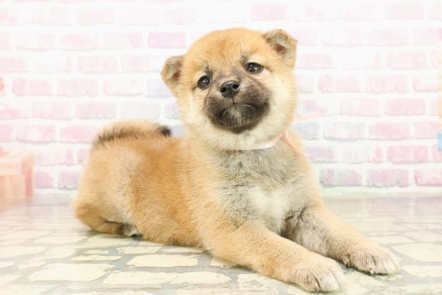 長野県の柴犬(標準サイズ) (Coo&RIKU綿半中野店/2025年10月19日生まれ/男の子/赤)の子犬の3枚目の画像