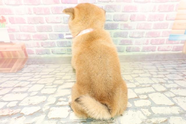 長野県の柴犬(標準サイズ) (Coo&RIKU綿半中野店/2025年10月19日生まれ/男の子/赤)の子犬の4枚目の画像