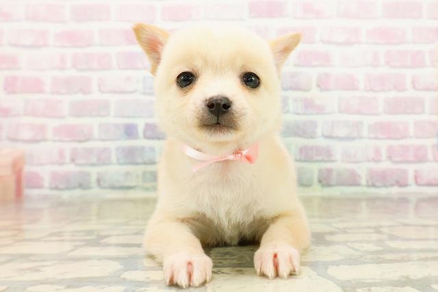 石川県のハーフ犬・ミックス犬 (Coo&RIKU金沢店/2025年10月19日生まれ/女の子/白)の子犬の1枚目の画像