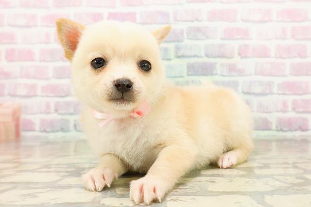 石川県のハーフ犬・ミックス犬 (Coo&RIKU金沢店/2025年10月19日生まれ/女の子/白)の子犬の2枚目の画像