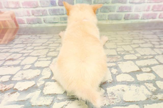 石川県のハーフ犬・ミックス犬 (Coo&RIKU金沢店/2025年10月19日生まれ/女の子/白)の子犬の4枚目の画像