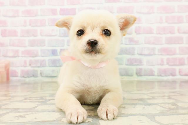 沖縄県のチワ柴/柴チワ/チワシバ(チワワ×柴) (Coo&RIKUイーアス沖縄豊崎店/2025年10月19日生まれ/女の子/白)の子犬の1枚目の画像