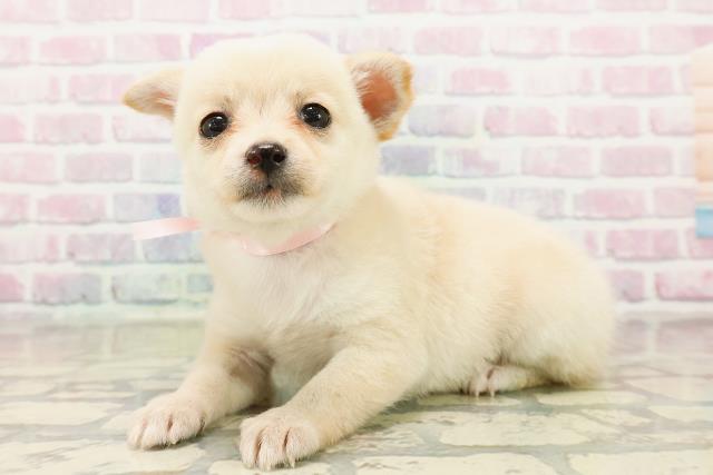 沖縄県のチワ柴/柴チワ/チワシバ(チワワ×柴) (Coo&RIKUイーアス沖縄豊崎店/2025年10月19日生まれ/女の子/白)の子犬の2枚目の画像