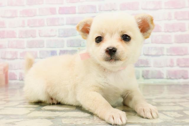 沖縄県のチワ柴/柴チワ/チワシバ(チワワ×柴) (Coo&RIKUイーアス沖縄豊崎店/2025年10月19日生まれ/女の子/白)の子犬の3枚目の画像