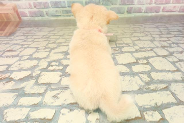 沖縄県のチワ柴/柴チワ/チワシバ(チワワ×柴) (Coo&RIKUイーアス沖縄豊崎店/2025年10月19日生まれ/女の子/白)の子犬の4枚目の画像