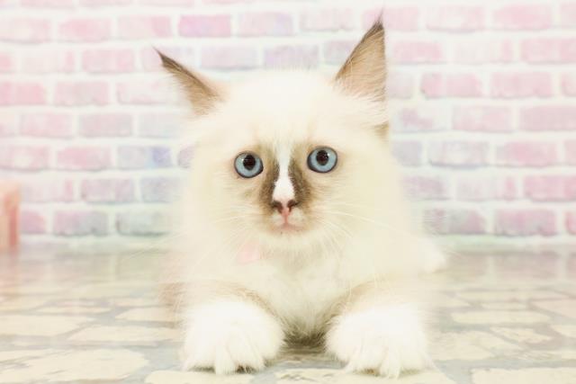 東京都のラグドール (Coo&RIKU池袋西口店/2025年10月18日生まれ/女の子/シールポイントミテッド)の子猫の1枚目の画像