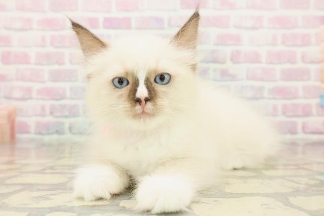 東京都のラグドール (Coo&RIKU池袋西口店/2025年10月18日生まれ/女の子/シールポイントミテッド)の子猫の2枚目の画像