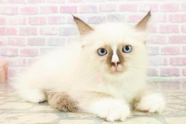 東京都のラグドール (Coo&RIKU池袋西口店/2025年10月18日生まれ/女の子/シールポイントミテッド)の子猫の3枚目の画像