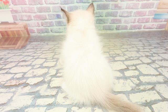 東京都のラグドール (Coo&RIKU池袋西口店/2025年10月18日生まれ/女の子/シールポイントミテッド)の子猫の4枚目の画像