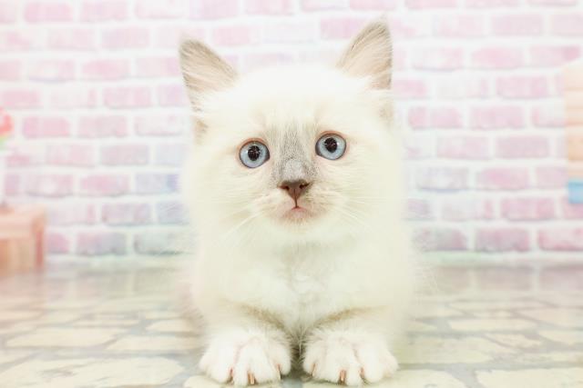 東京都のラグドール (Coo&RIKU中野サンモール店/2025年10月18日生まれ/男の子/ブルーポイントミテッド)の子猫