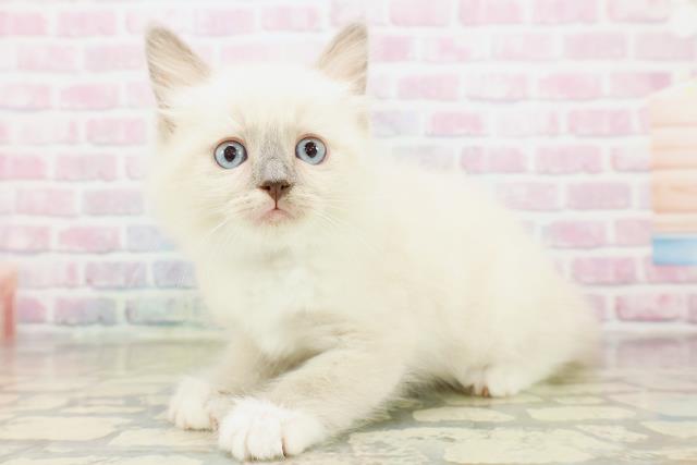 東京都のラグドール (Coo&RIKU中野サンモール店/2025年10月18日生まれ/男の子/ブルーポイントミテッド)の子猫の2枚目の画像